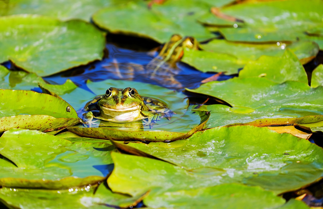 Navigating Confusion: Leading Yourself Out of Uncertainty